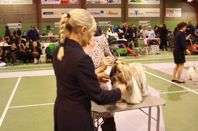 Shih Tzu Danmark